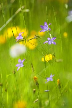 spring wild flowers in lush green garden - short depth of field