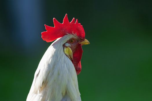closeup of a backlit white rooster�s head - short depth of field