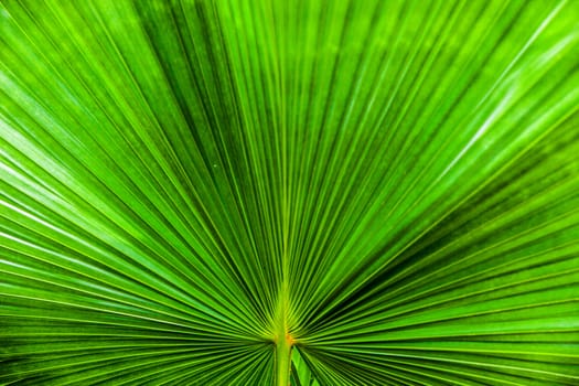 close up Texture of Green palm Leaf