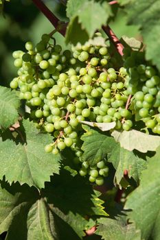 croatia, istria - closeup of wine grapes at vineyard in summer