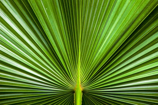 close up Texture of Green palm Leaf