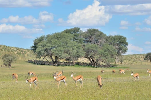 Springbok herd hiding from the harrsh midday sun under Camel-thorn tree in the Kgalagadi Transfrontier Park
