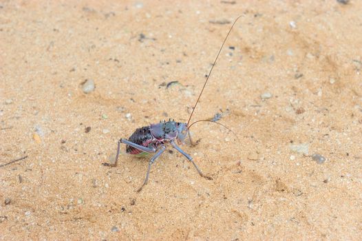 Armoured ground cricket in the Kgalagadi Transfrontier Park
