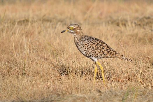 Spotted thick-knee�also known as Cape thick-knee, Burhinus capensis
