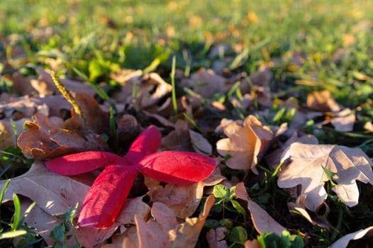 red artificial flower between dried leafs