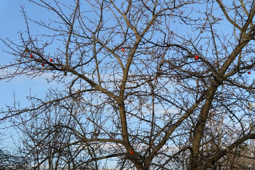 last apples on a leafless tree