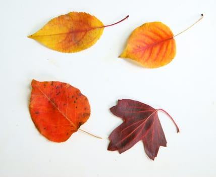 Autumn foliage on white background is insulated