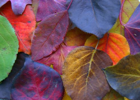 Colorful decorative background from autumn foliage.Autumn background