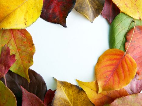 Colorful background from autumn foliage on white