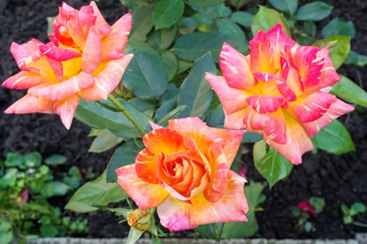 Hot pink flower tea-hybrid rose , blooming in the garden . Photographed close-up on the background of green leaves.
