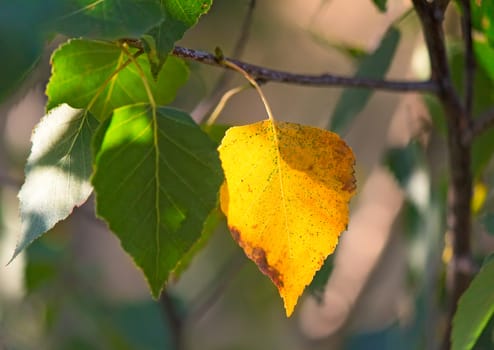 Illuminated by the sun first yellow leaf on birch among the green leaves.