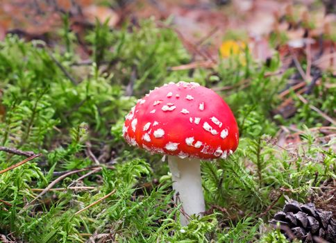 Among the green of the moss and fallen leaves grow beautiful red mushroom toadstool.