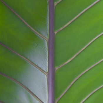 Leaf surface, leaves very large structures and fiber components of the leaves.