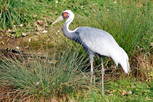 Photo shows wild heron bird in the middle of grass.