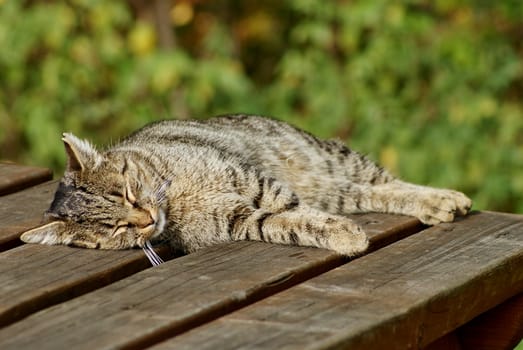 Photo shows closeup of a sleeping cat on a table.