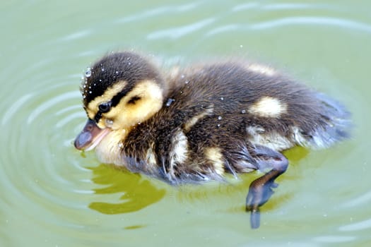 Photo shows a closeup of wild duck on a lake.