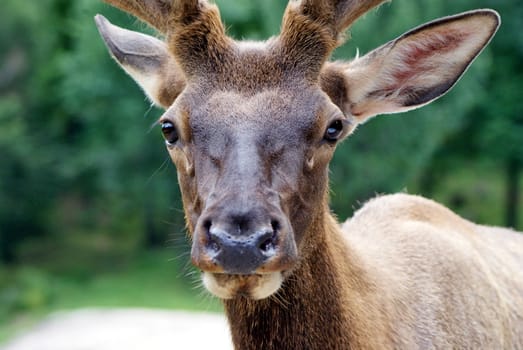 Photo shows a closeup of wild deer in the wood.