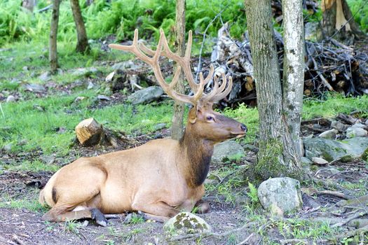 Photo shows a closeup of wild deer in the wood.