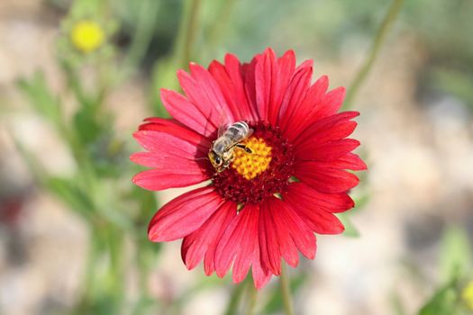 Photo shows details of a bee on the flower.