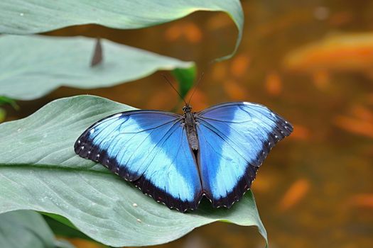 Photo shows details of colourful butterfly in the park.