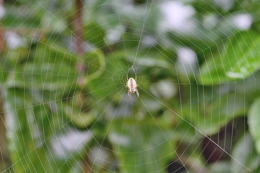 Photo of Spider on the Net in the Garden made in the late Summer time in the Czech republic, 2013