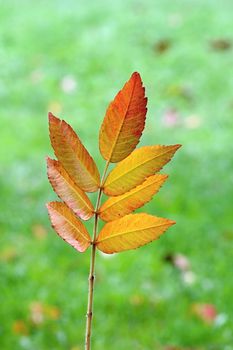 Photo of Autumn Colourful Leafs in the Wood made in the late Autumn time in the Czech republic, 2013