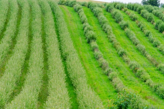 Plants placed in a row, young trees a tree nursery.