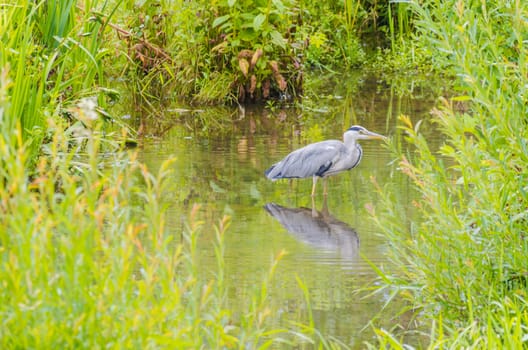 Gray heron in a moat on the hunt for food.