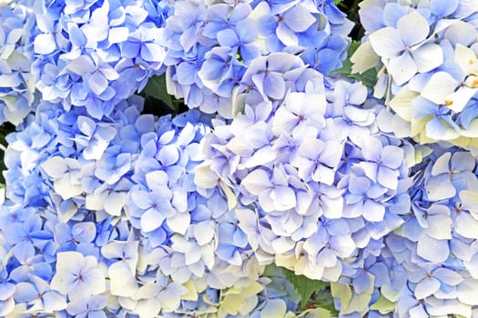 Blue hyacinth flowers