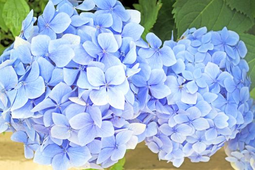 Blue hyacinth flowers