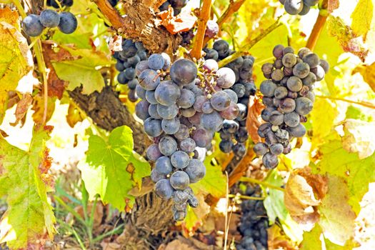 Ripe blue grapes on a tree in a vineyard in Portugal