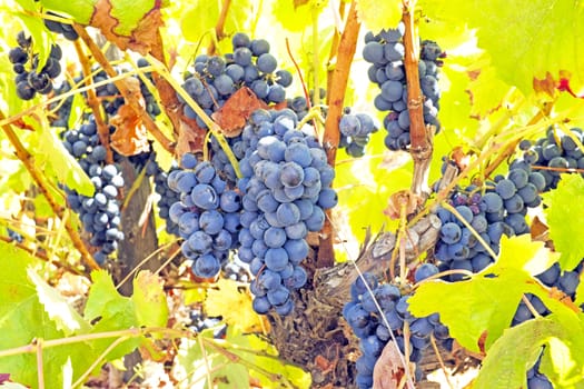 Ripe blue grapes on a tree in a vineyard in Portugal