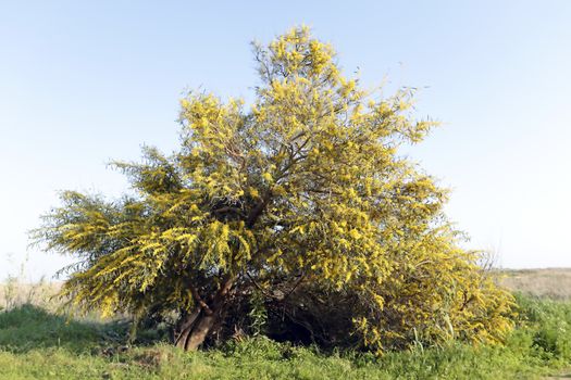 Blossoming mimosa tree in the fields from Portugal in springtime
