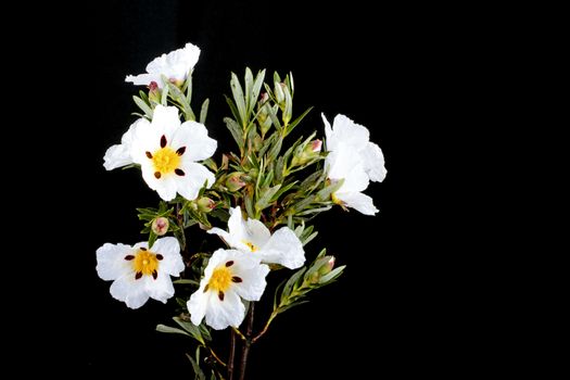 Gum rockrose - Cistus ladanifer - in the heath fields of Alentejo, Portugal