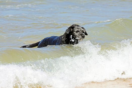 Black dog in the water from the ocean