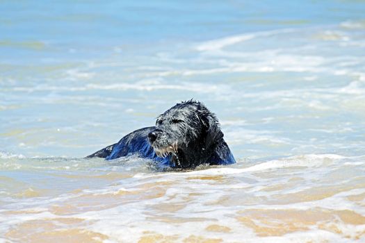 Black dog in the water from the ocean