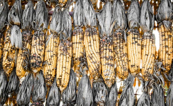 close up dry corn outdoor shot