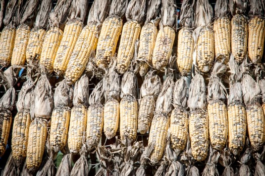 close up dry corn outdoor shot