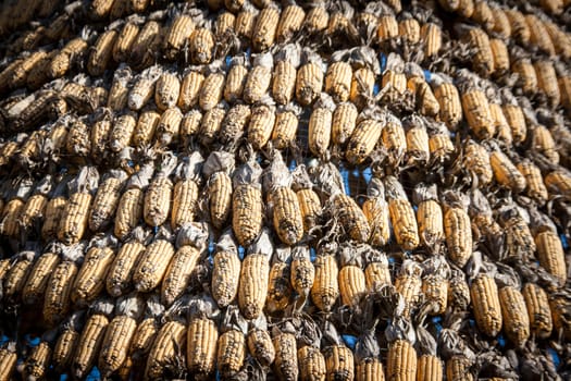 close up dry corn outdoor shot for agriculture background