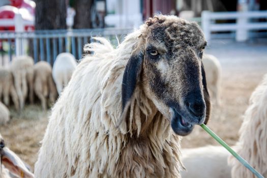 close up eyes of sheep eating green grass