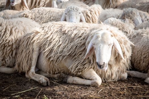 sheep sit at the farm