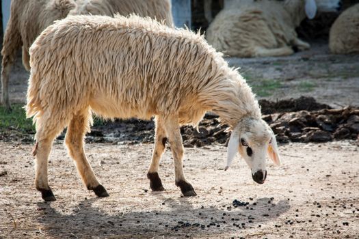 sheep sit at the farm