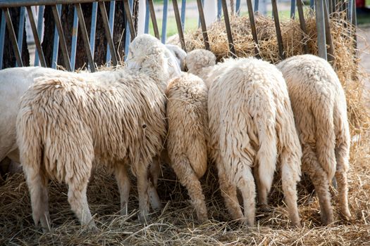 close up buttom of sheep eating straw at farm