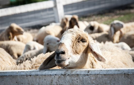 close up face of sheep at farm