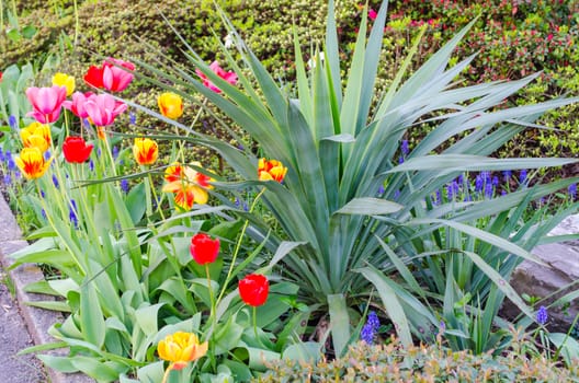 Signs of spring tulips bühende a one Vorgartenbeet
