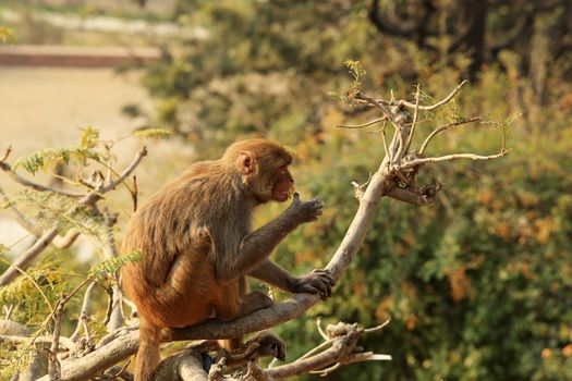 Macaque monkey on a tree in a Swayambhunath Stupa, Kathmandu, Nepal