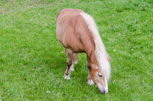 Pony or small horse on a green meadow.
