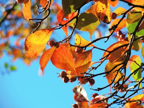 A close-up image of colourful Autumn leaves against a clear blue sky.