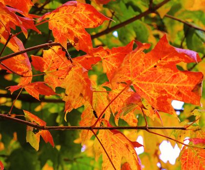 A close-up image of beautiful Autumn leaves.