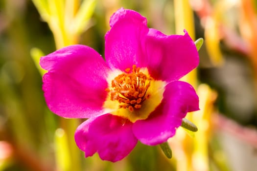 Violet Lily in sunset light a a